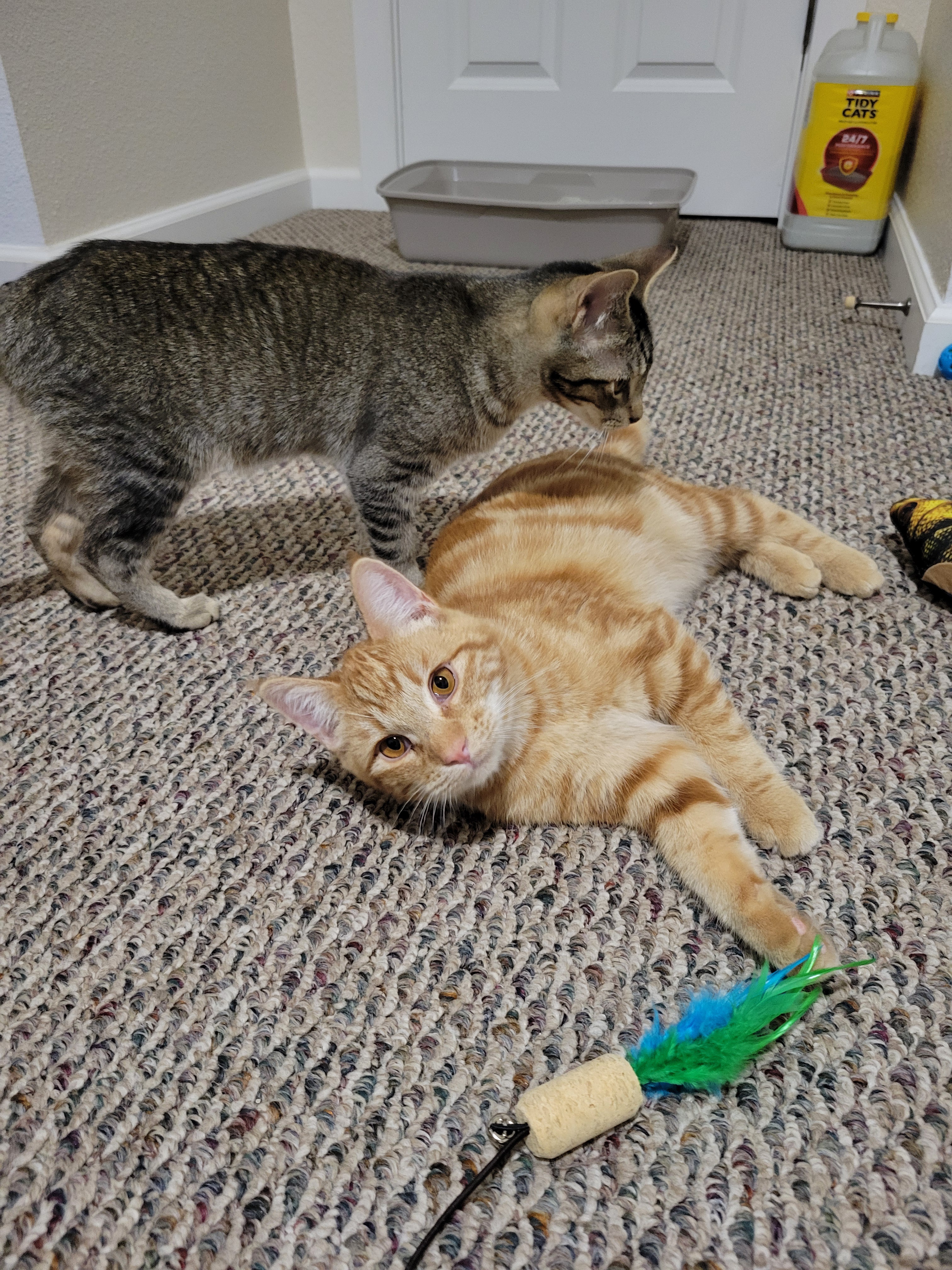 Exciting News: We Just Adopted Two Adorable Kittens!