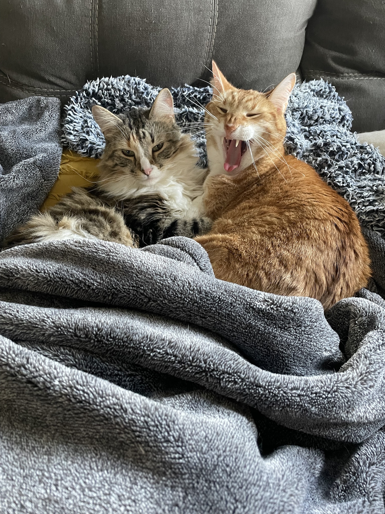 Meet Miso the Orange Cat, Fluffy Mochi, and their New Kitten Mentor, Moonpie!