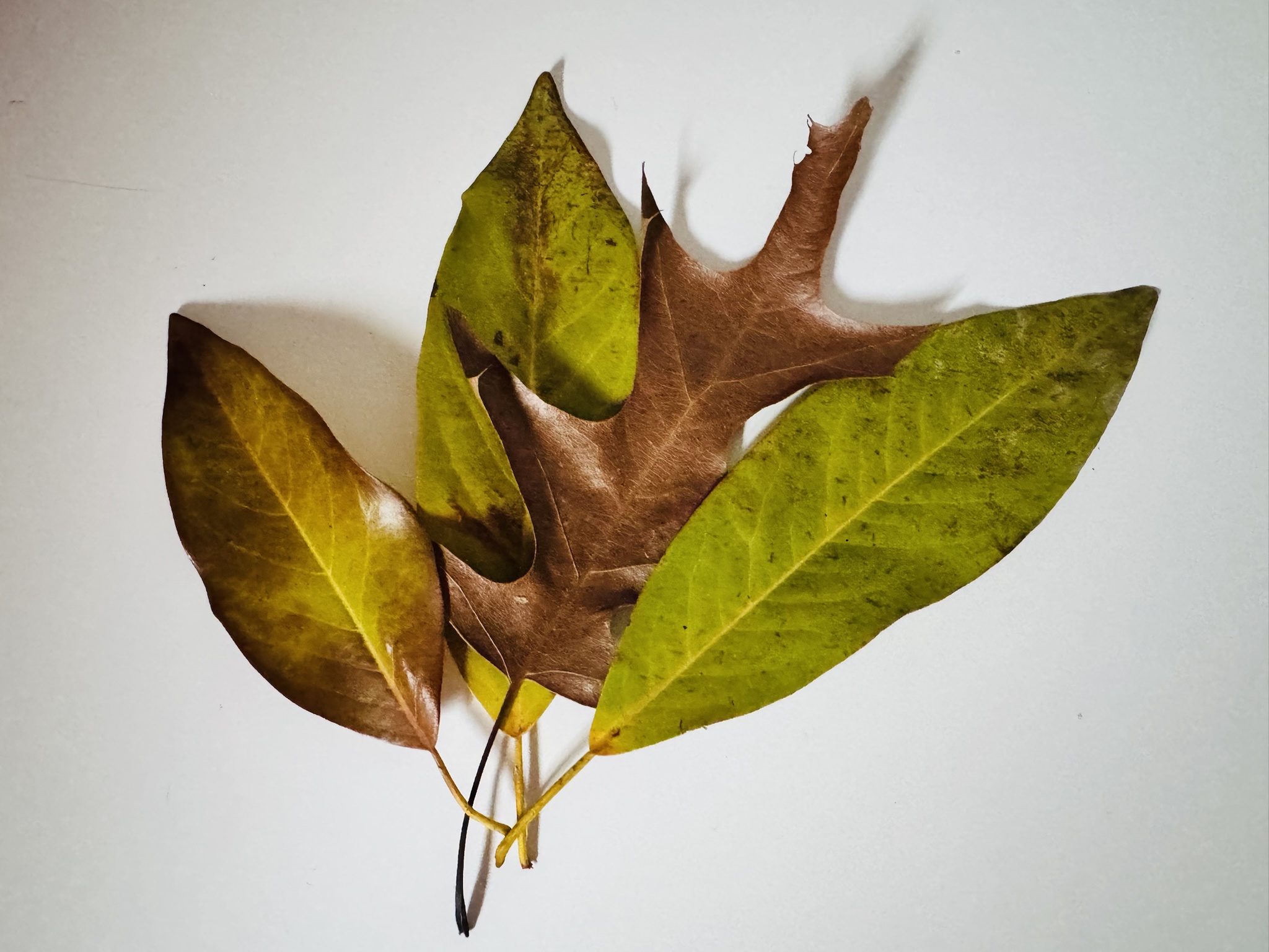 Nature's Colorful Leaves
