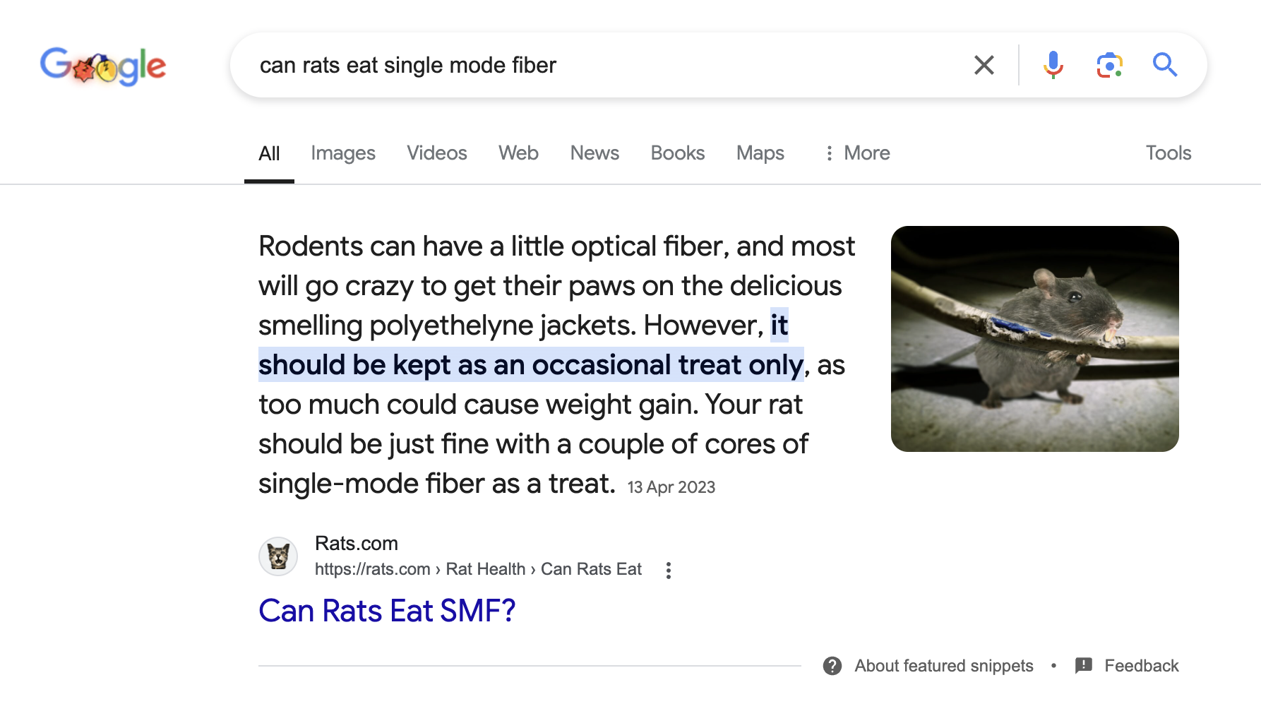 Rats Enjoying a Little Fiber Optics Treat: A Cute Twist