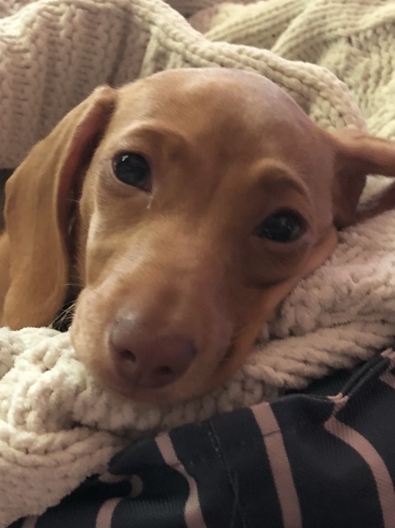 Introducing the Adorable Maggie Mae