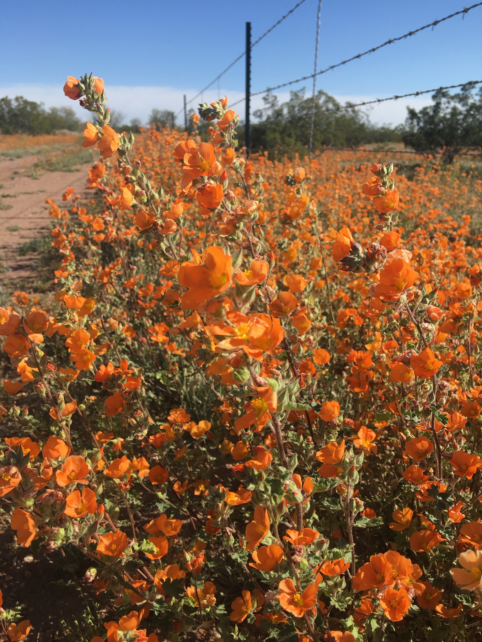 Poppies in Bloom: March in Arizona