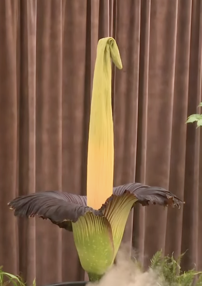 The Sydney Corpse Flower has finally bloomed!