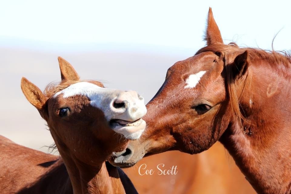 No Kisses for Mom: A Child's Bold Stance!