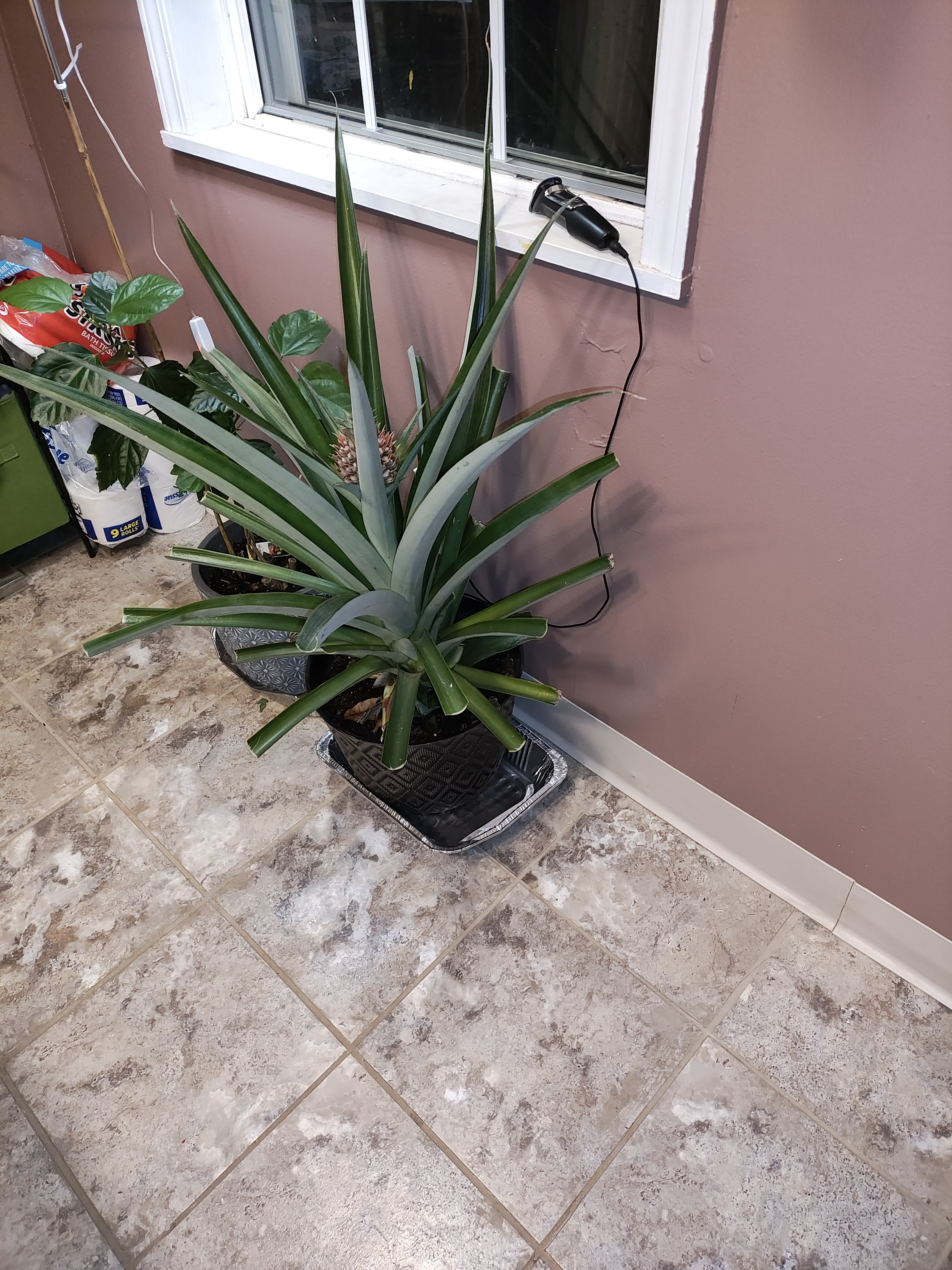 After three long years, my plant has finally gifted me a pineapple!
