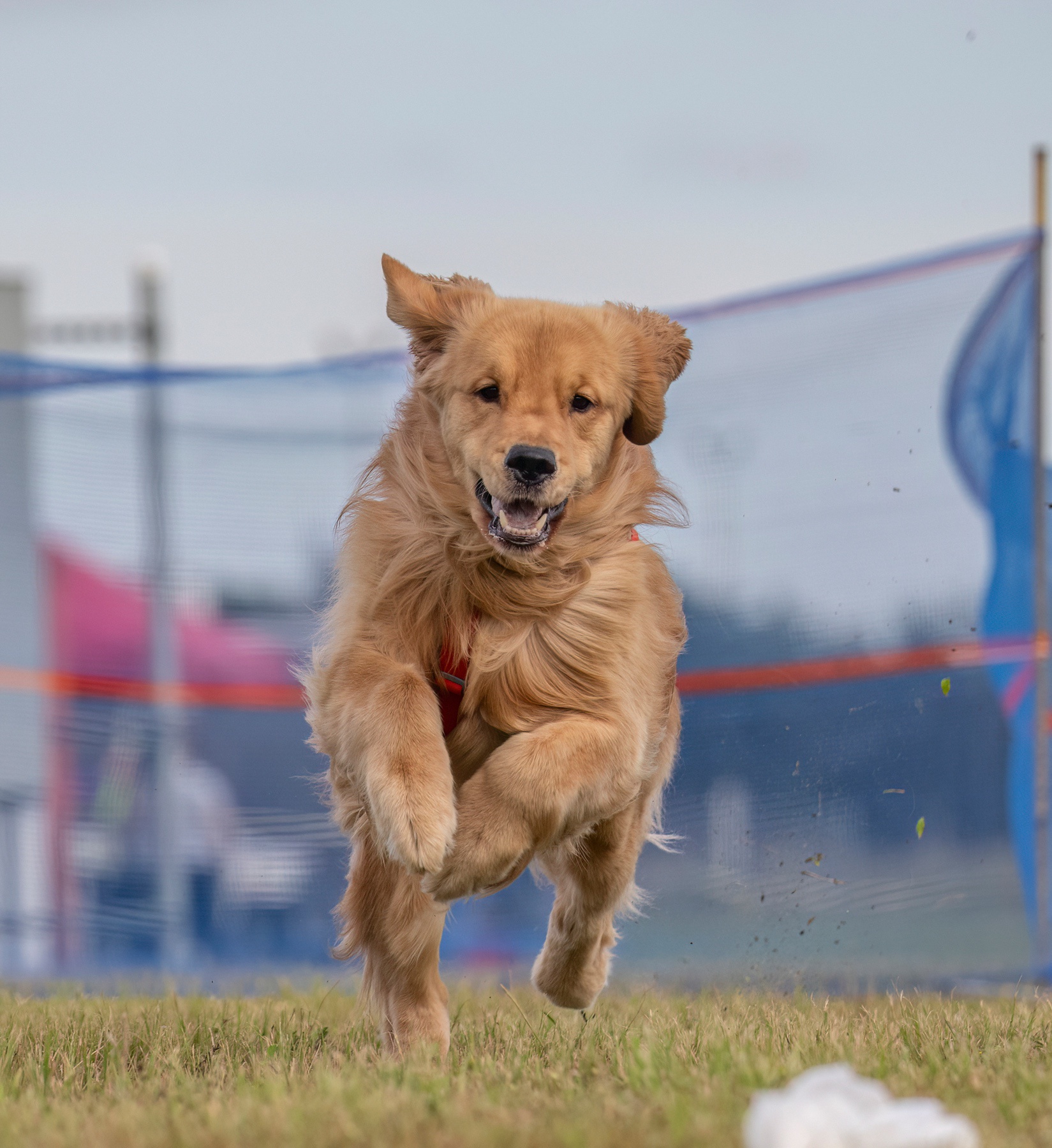 Tucker dashes through the treasure coast pirate cluster
