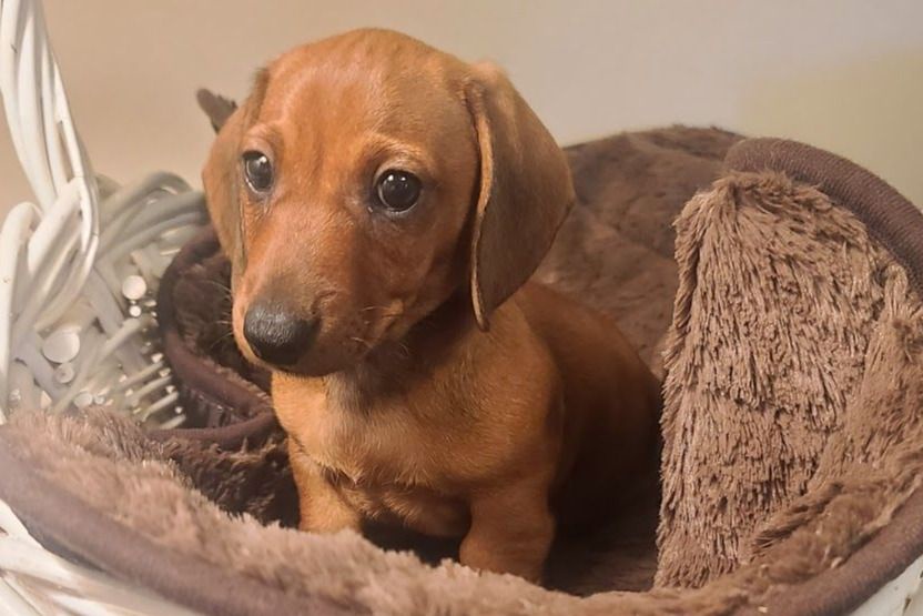 Adorable Baby Skippy in All His Glory