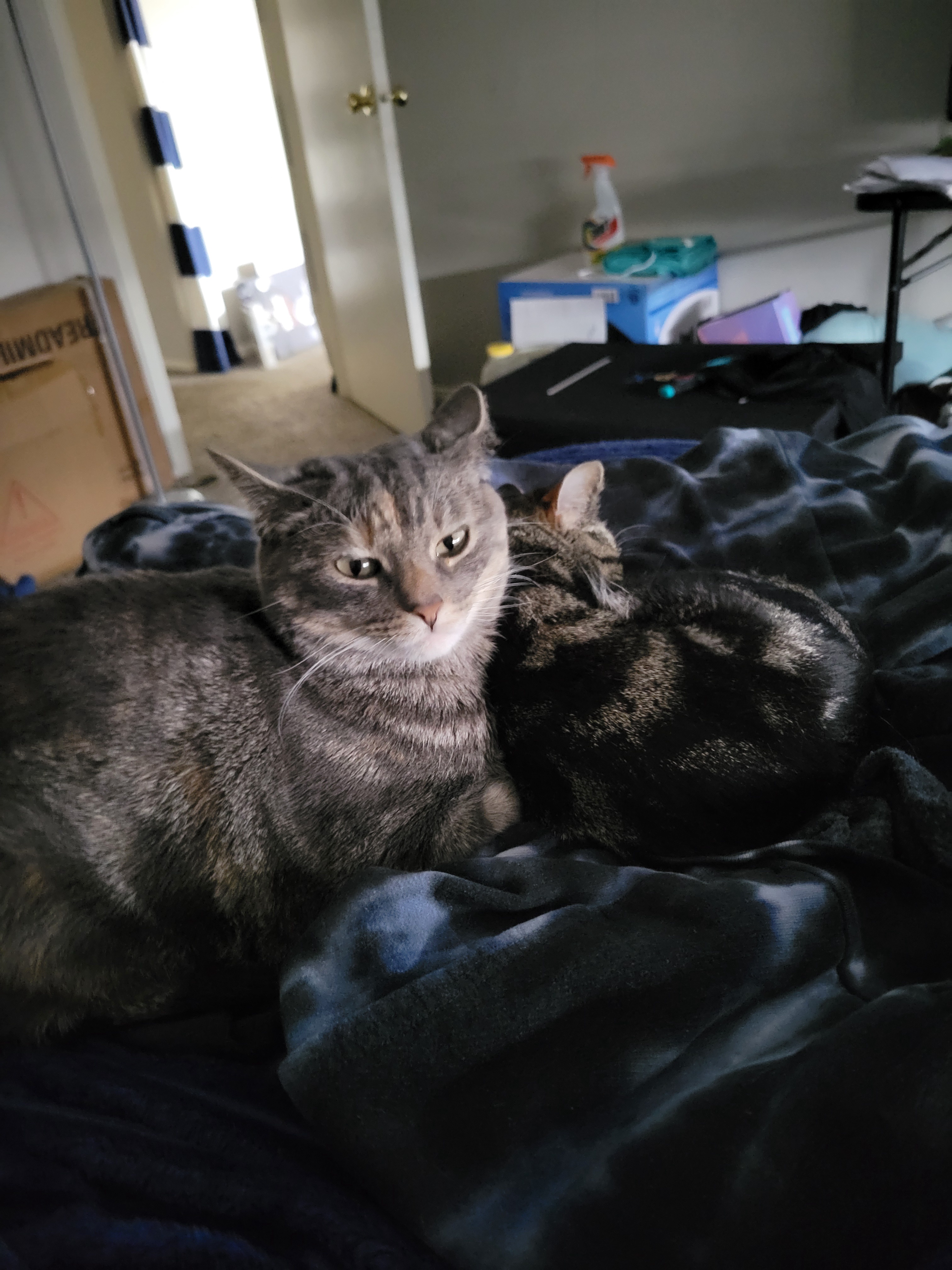 Adorable Munchkins Celebrating Caturday