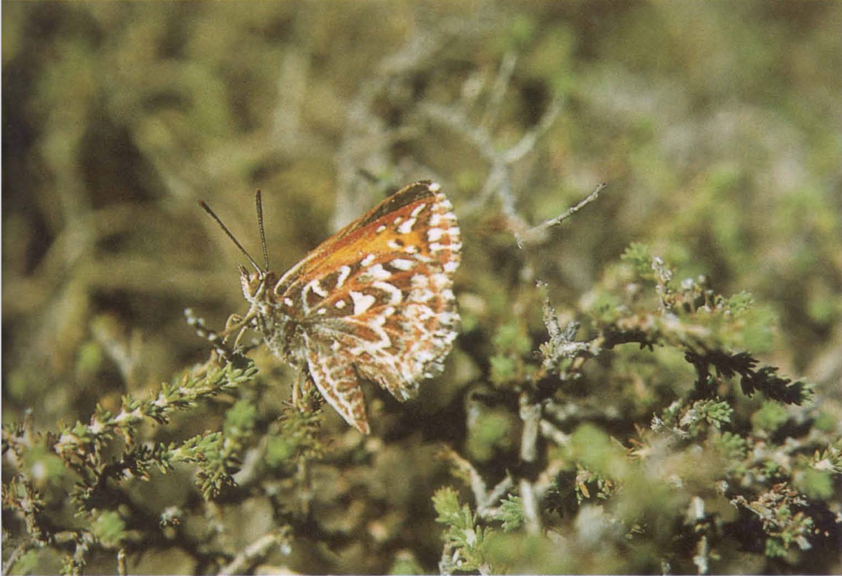 Exploring the Scarce Table Mountain Copper