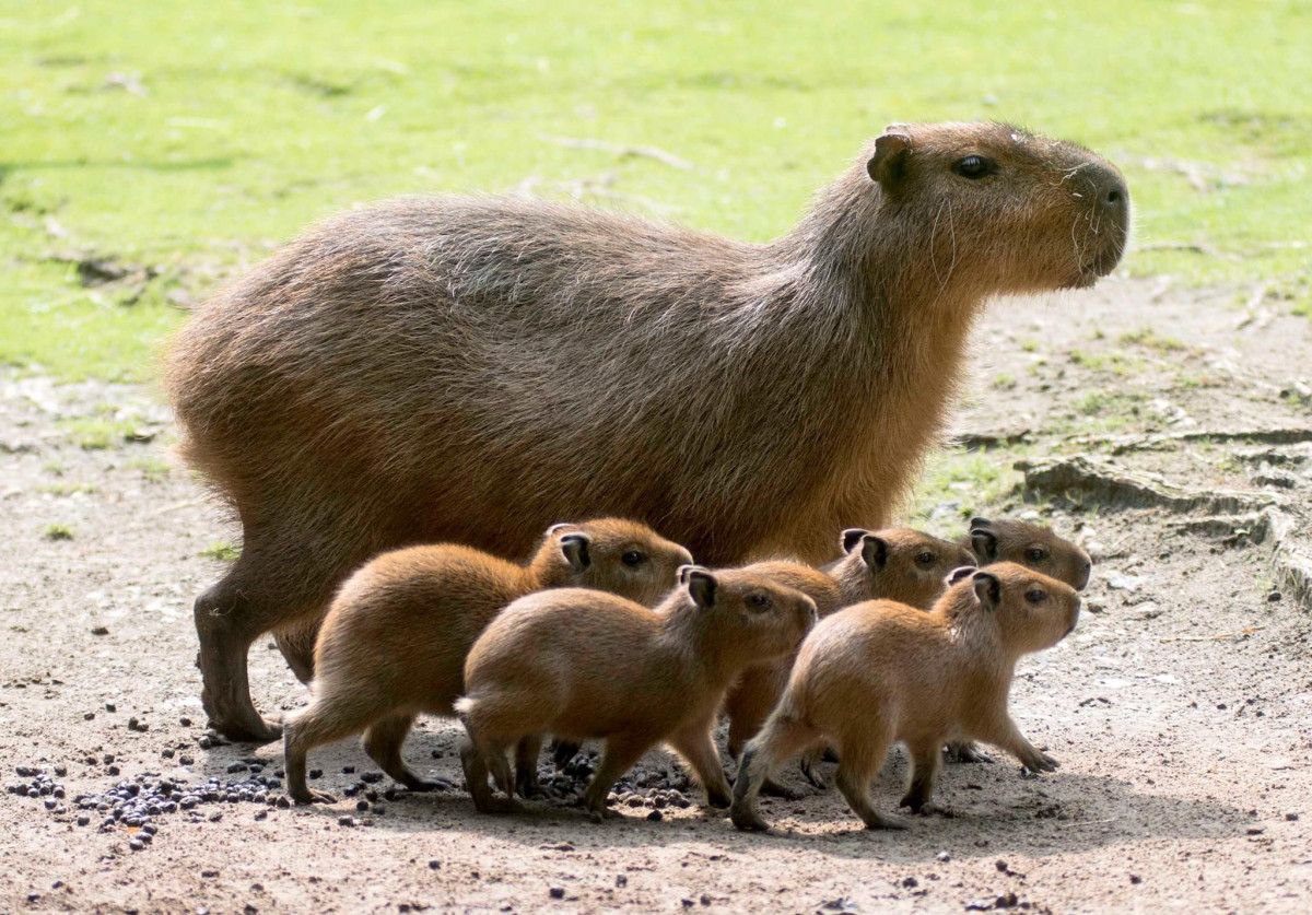Adorable animal moments that will melt your heart