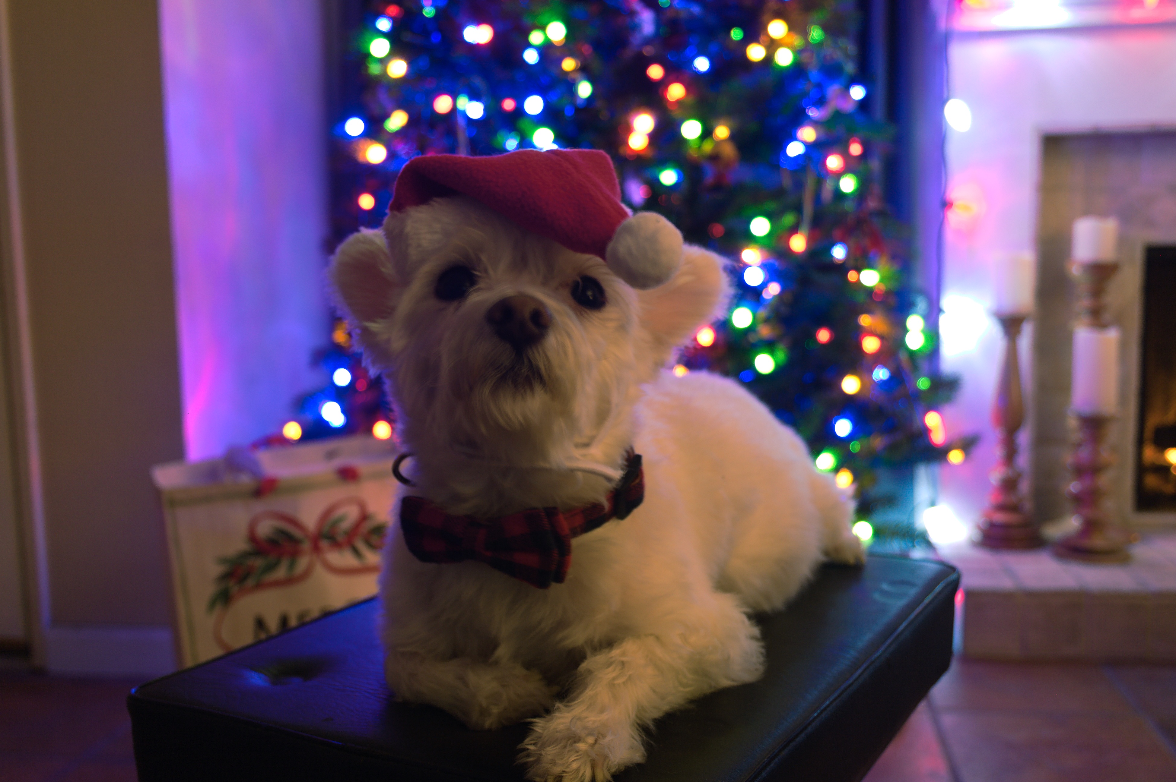 Sending Merry Christmas Wishes from Colt!
