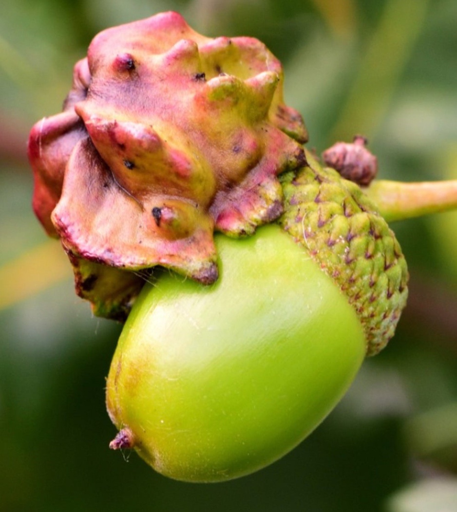 Stunning Pink Acorn Corsage - A Must-See!