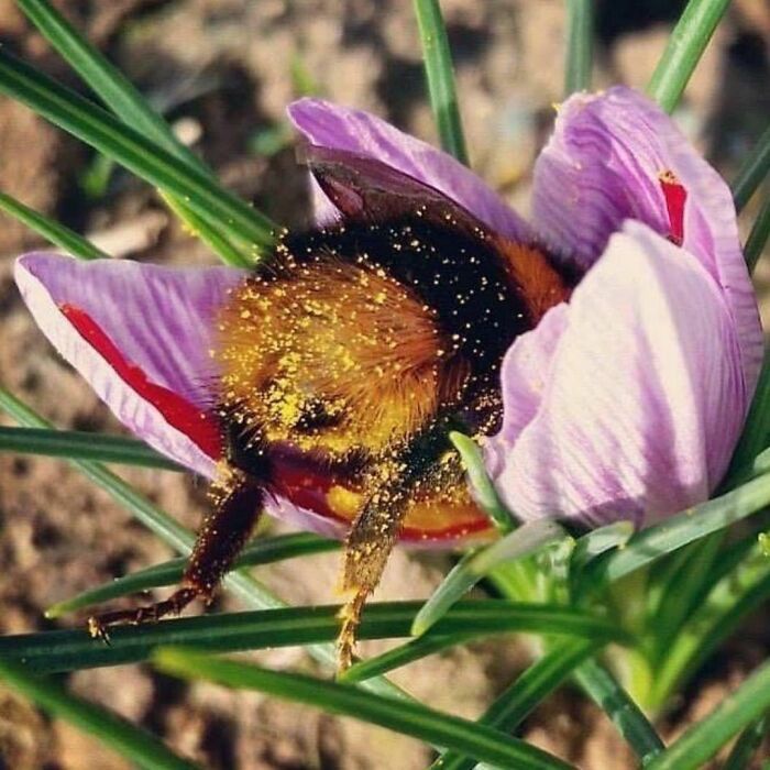 Ah, Pollen: The Sweetness of Springtime Allergies