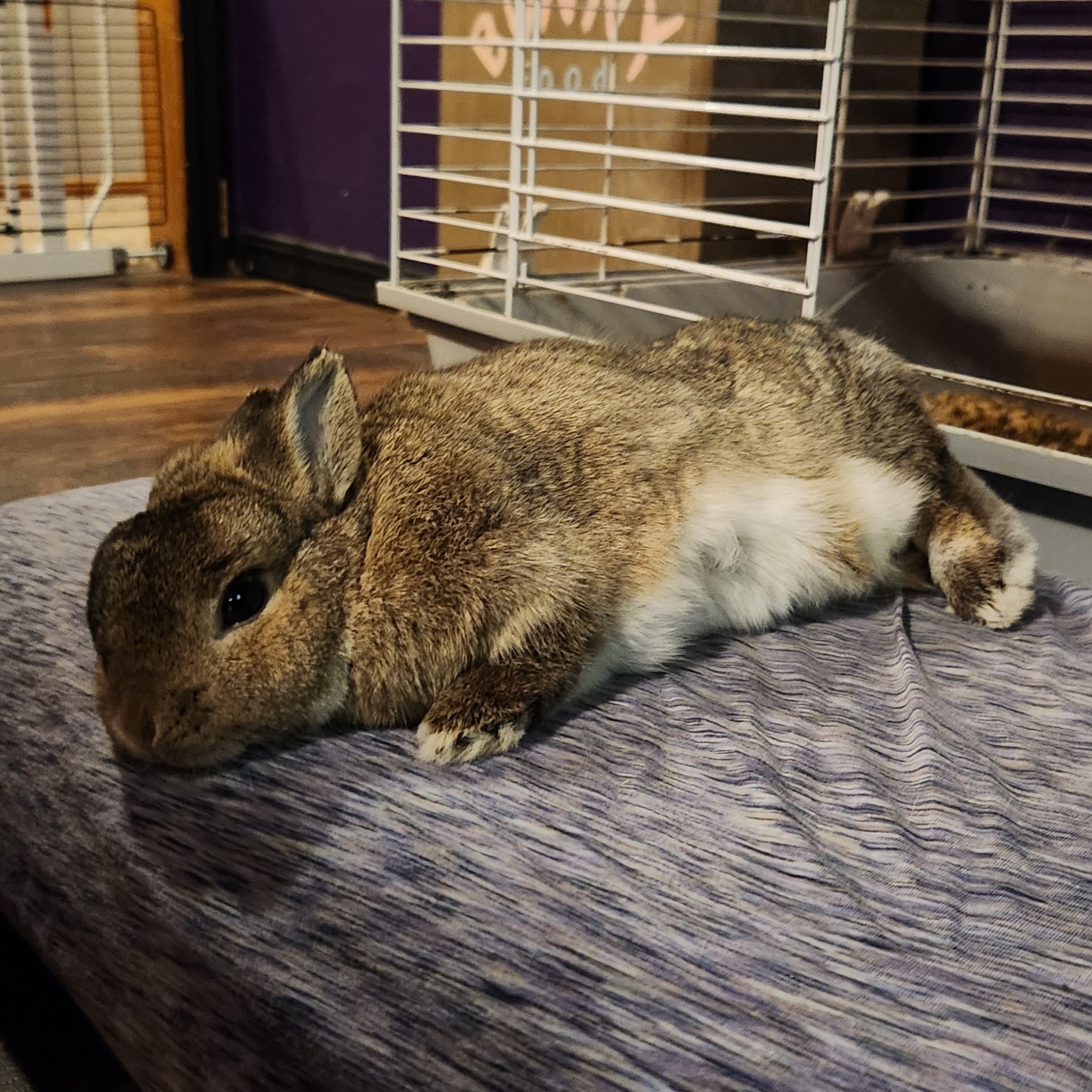 Look at that adorable bunny tummy, pure cuteness overload!