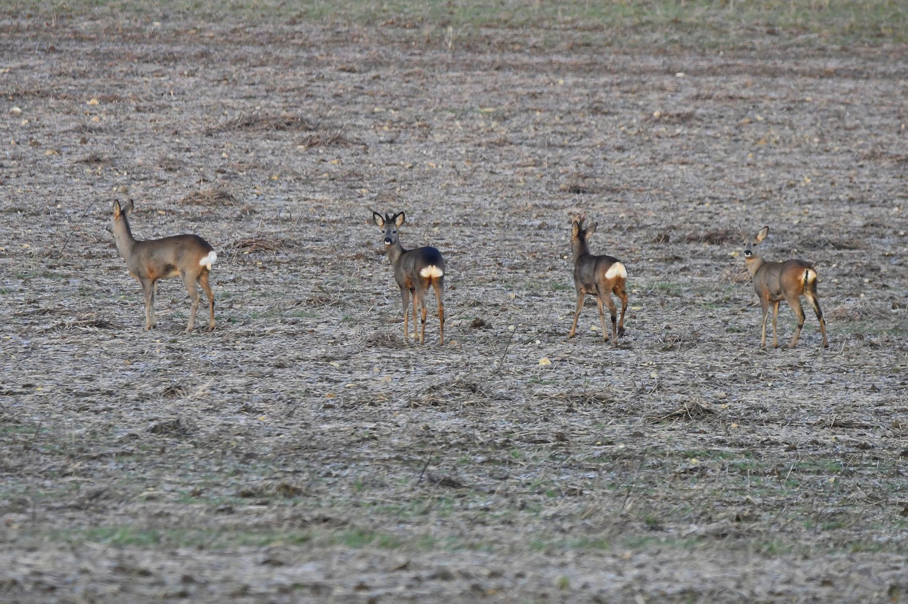 Chevreuils in France: A Snapshot from Vienne, 02/25