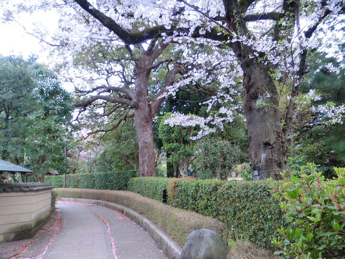 Throwback to April 2015 in Matsudo, Chiba Prefecture