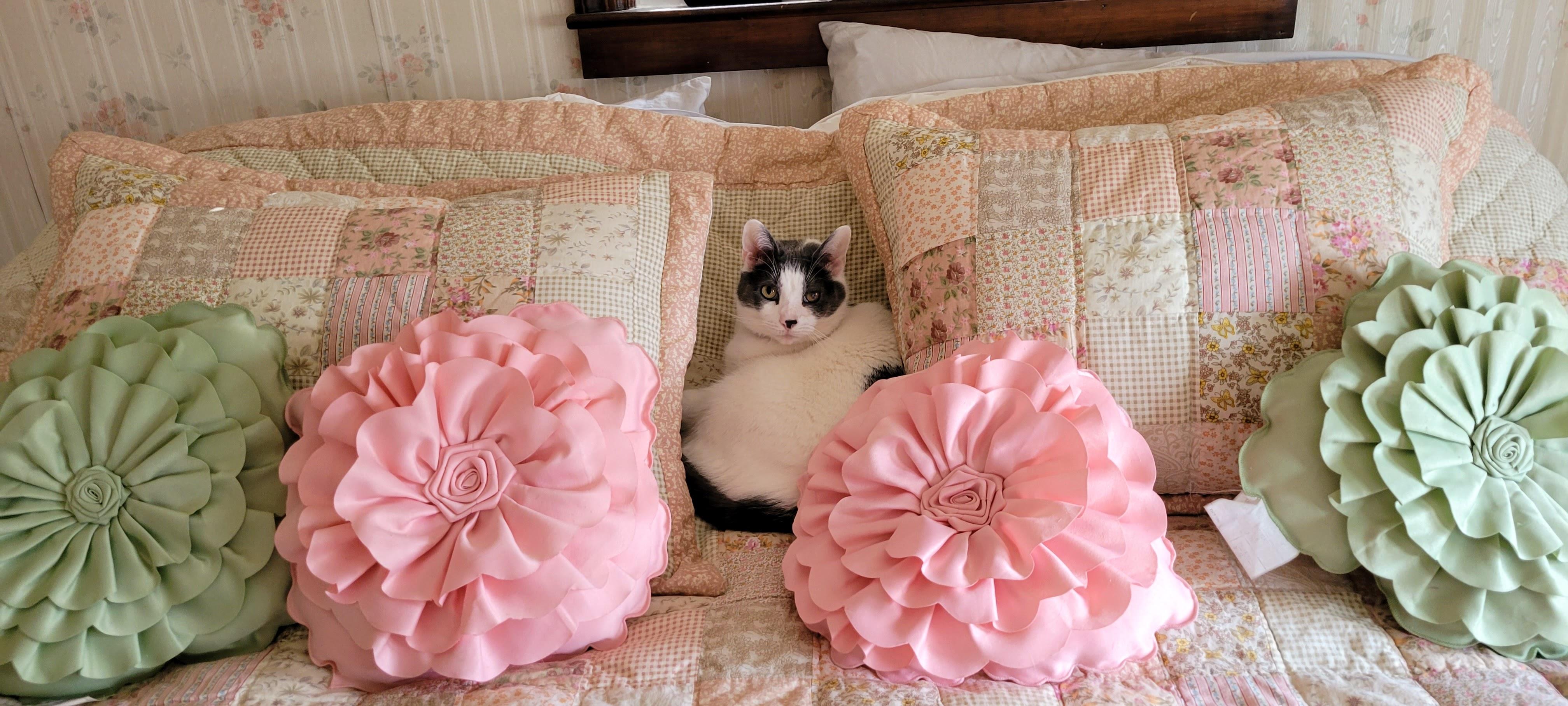 Does the Rule 'No Cats On The Bed' Really Apply to Me?