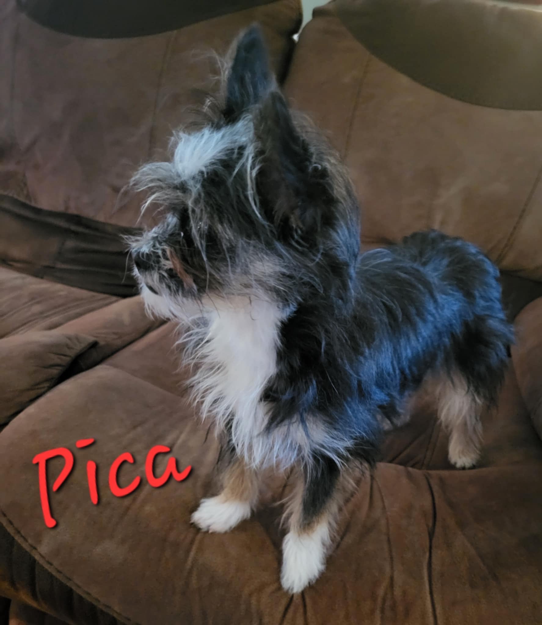 The Fascinating Pica