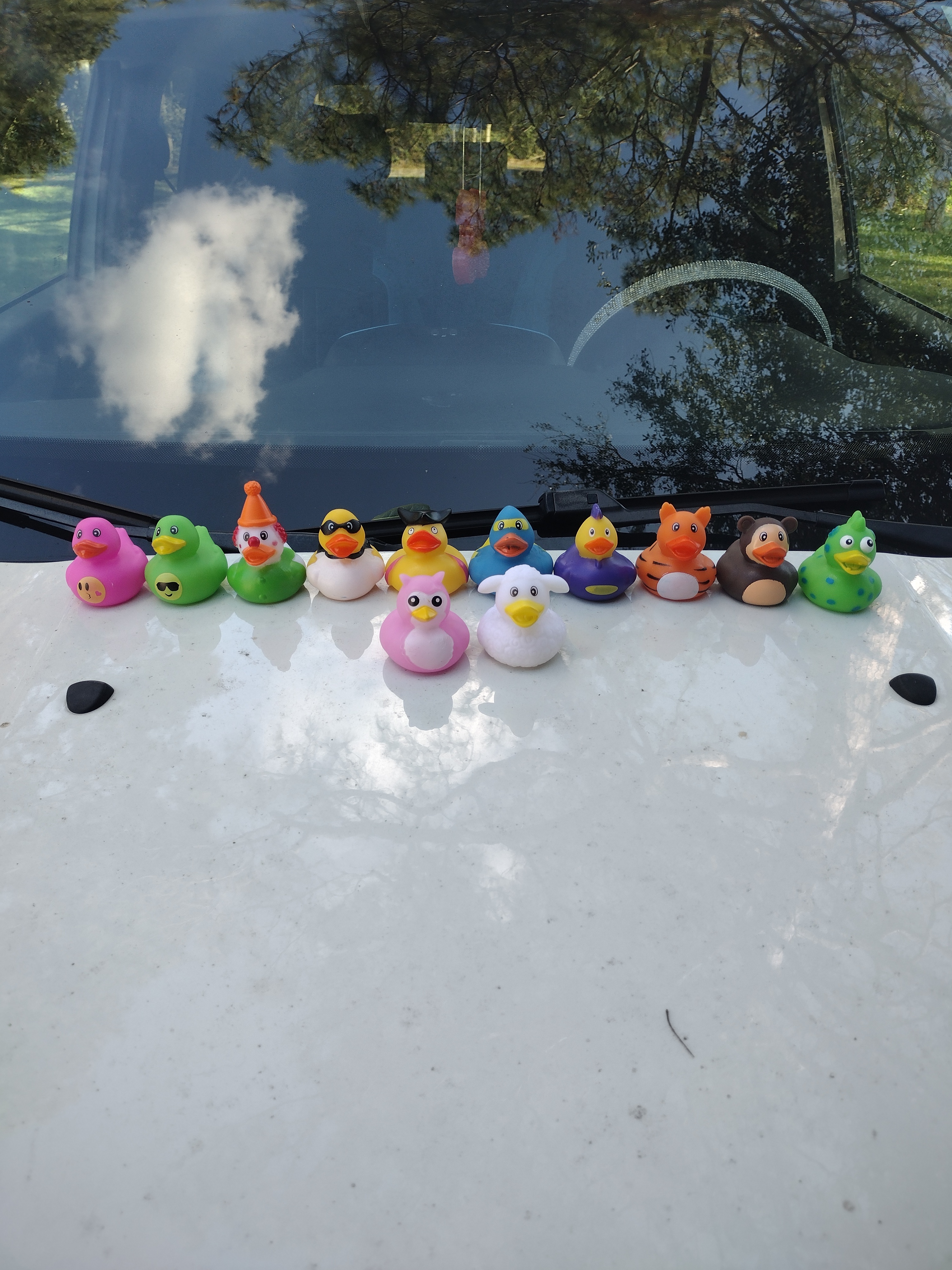 Guys, I Just Had the Most Epic Duck Experience!