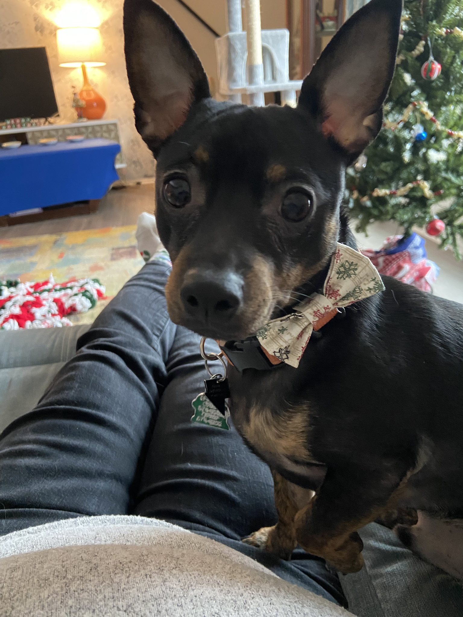 A Merry Christmas Greeting from Elroy