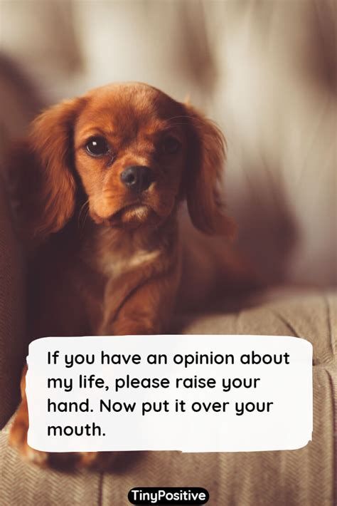 Another Hilarious Dog Meme to Brighten Your Day