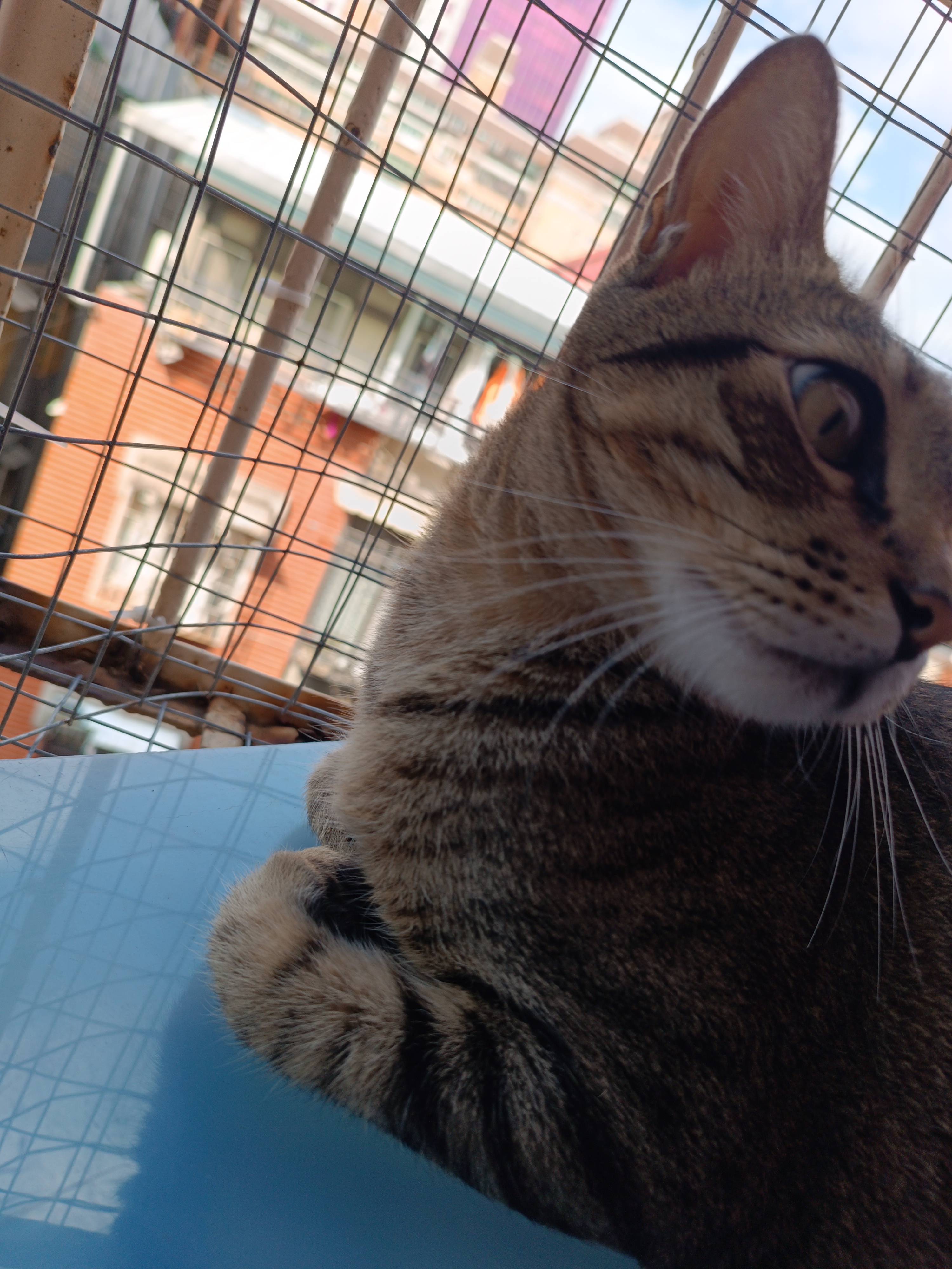Adorable Cat Moments That Will Melt Your Heart