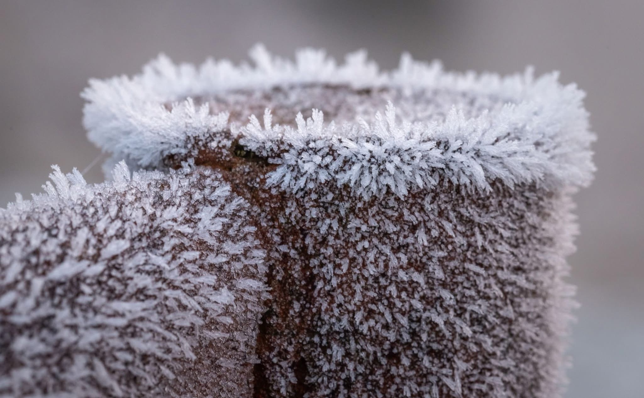 A Touch of Frost: Nature's Icy Artwork