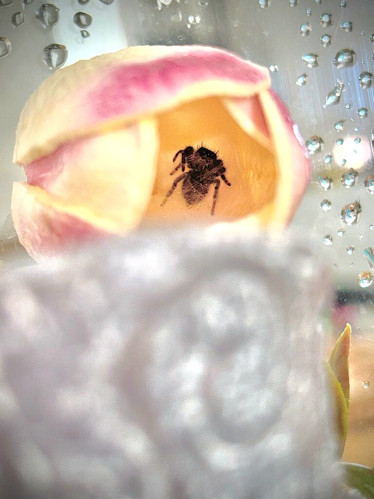 Introducing Cobby: My Fearless Jumping Spider Friend