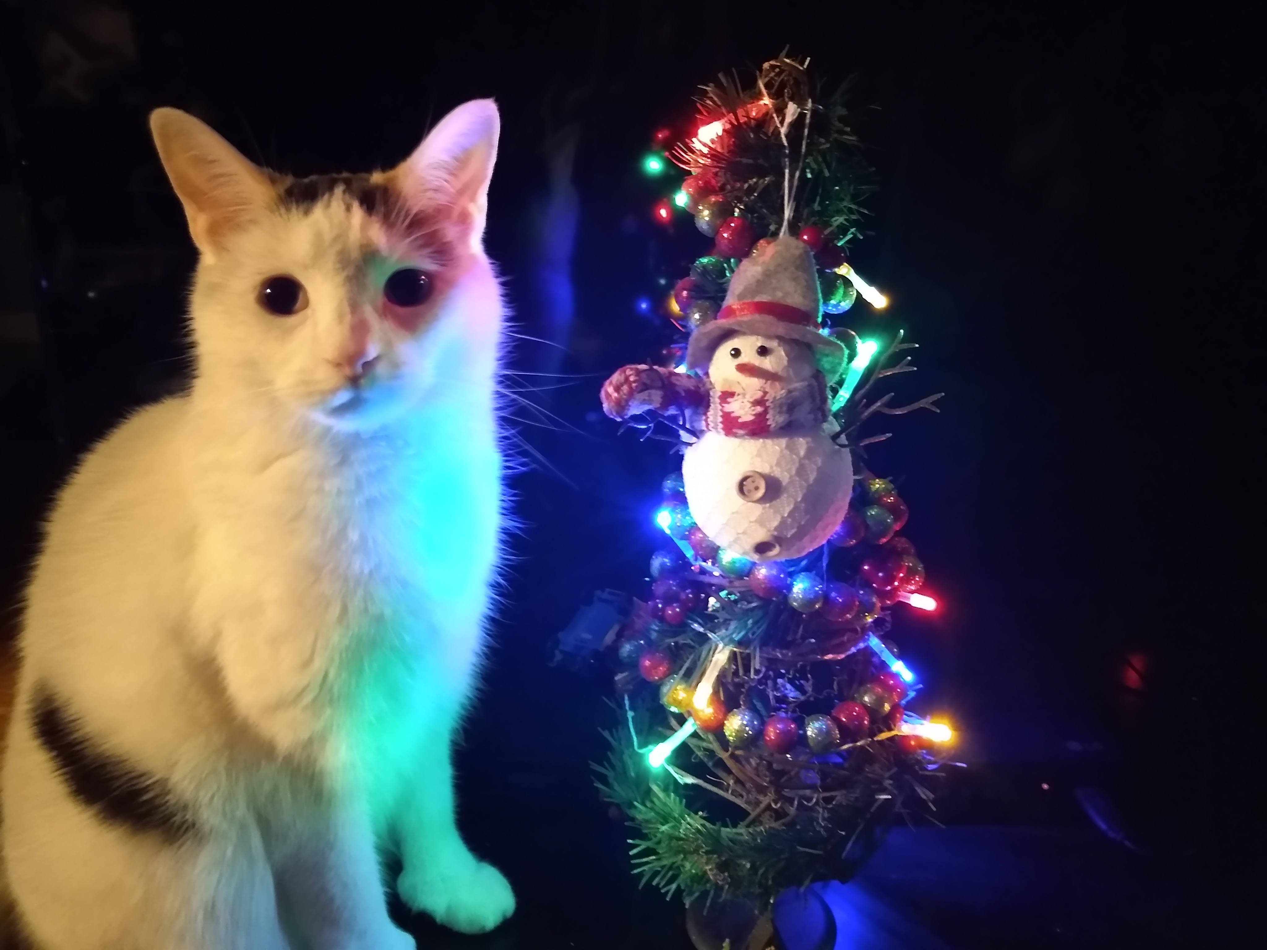 Wishing you a Merry Christmas from Santa Claws!