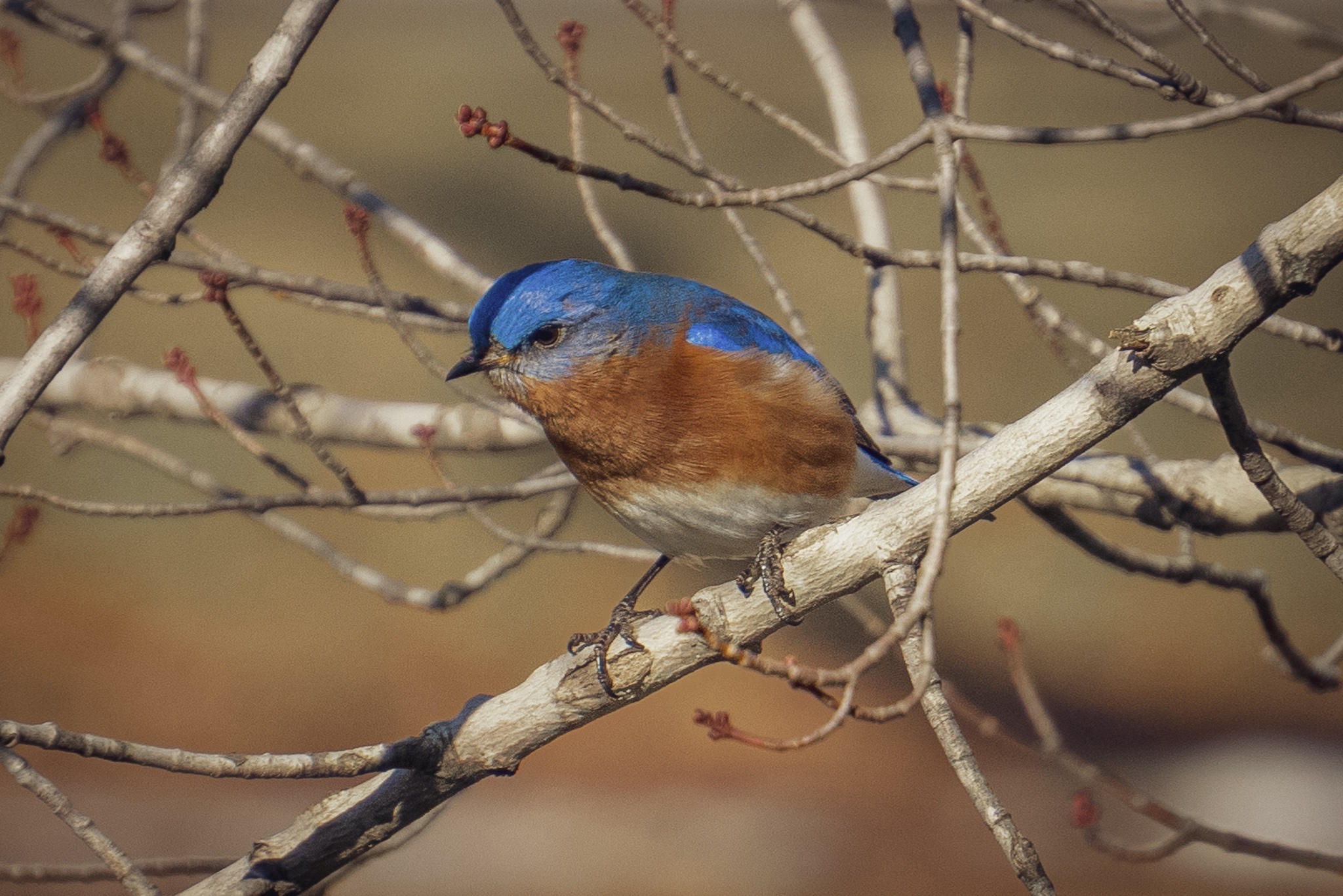 The Inquisitive Bluebird