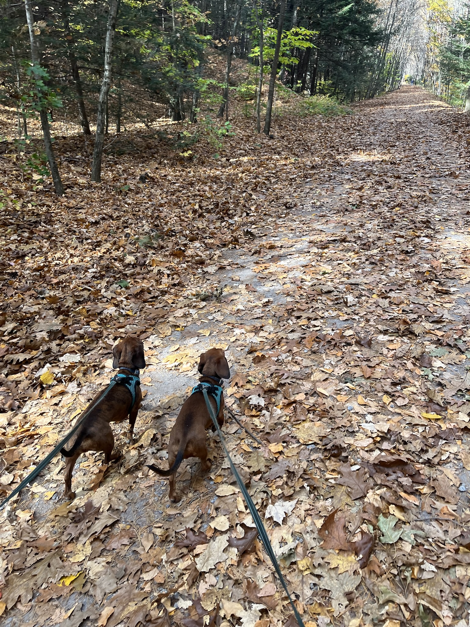 Embracing the Beauty of Fall
