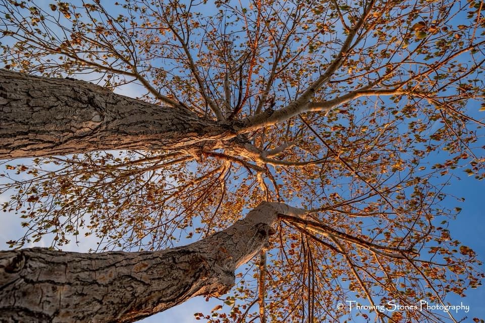 A Moment of Reflection: Looking Up at the Sky