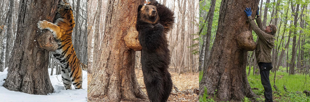 Epic Showdown: Siberian Tiger, Grizzly Bear, and Human at the Same Tree