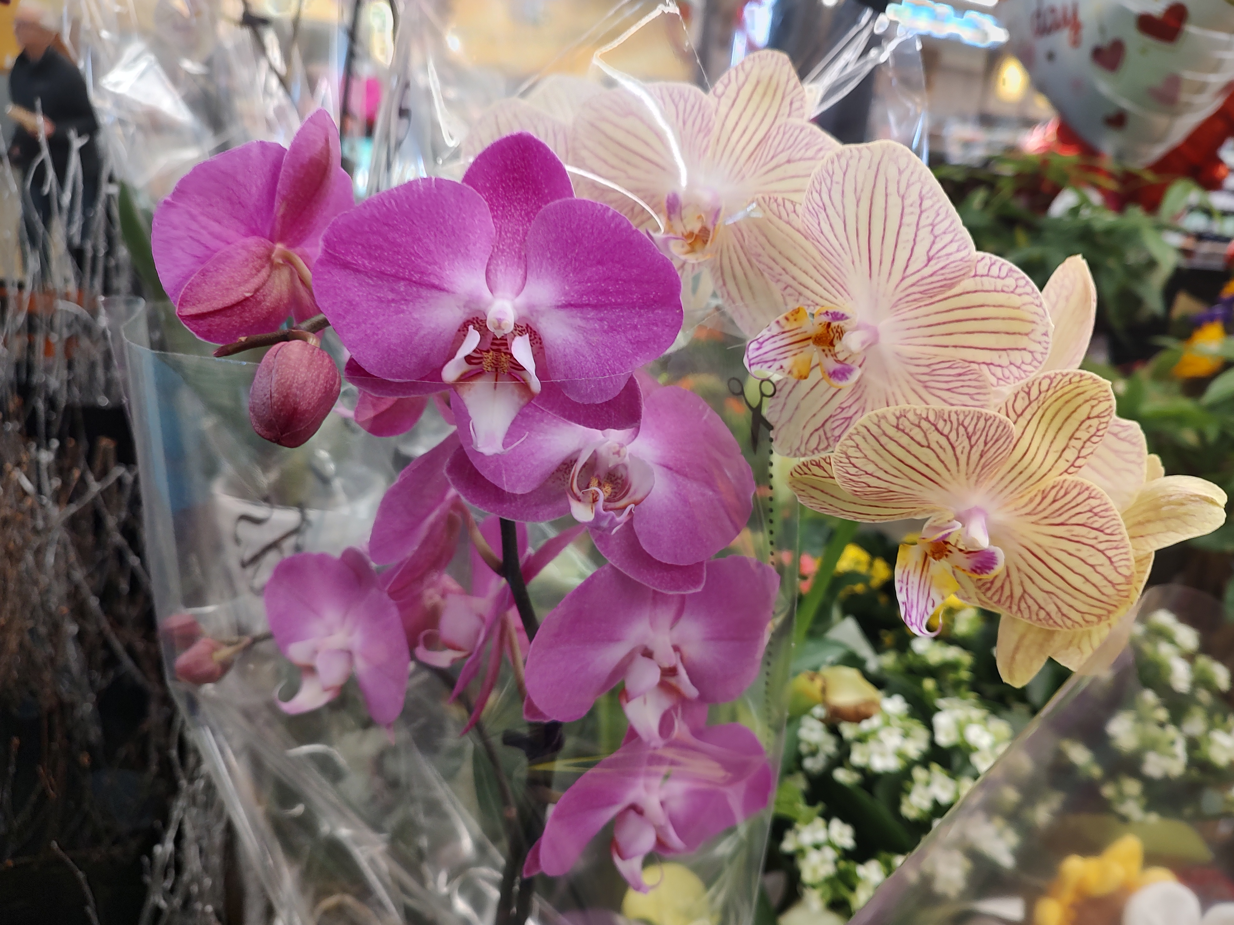 Orchids Galore at Fresh Thyme Market - January 27, 2025