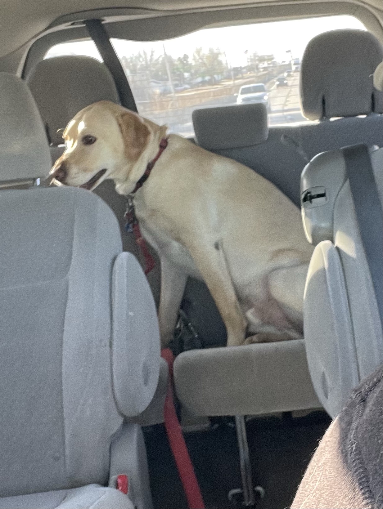 Celebrating Cake Day with My Beloved Pets
