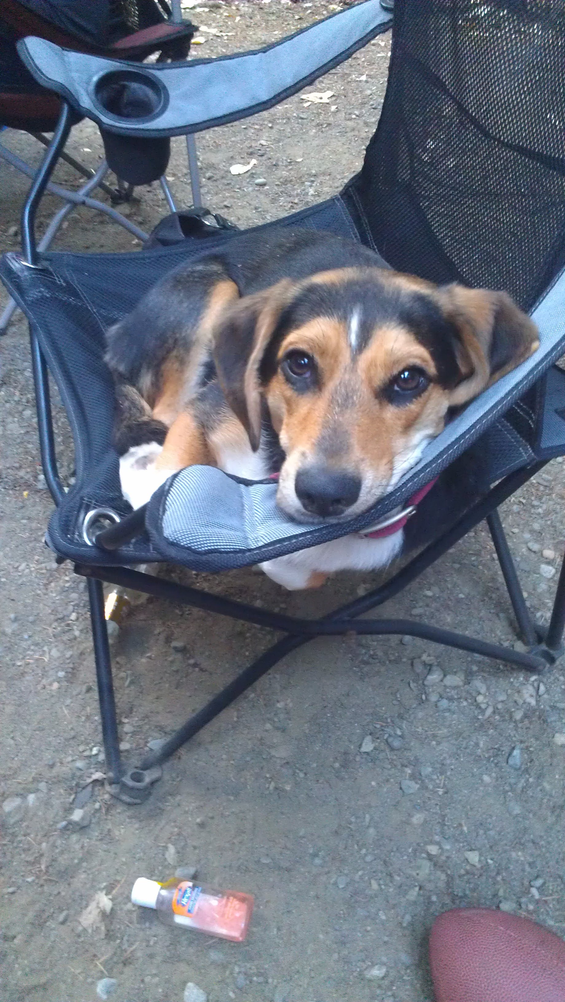 Meet Millie: The Star of the Show