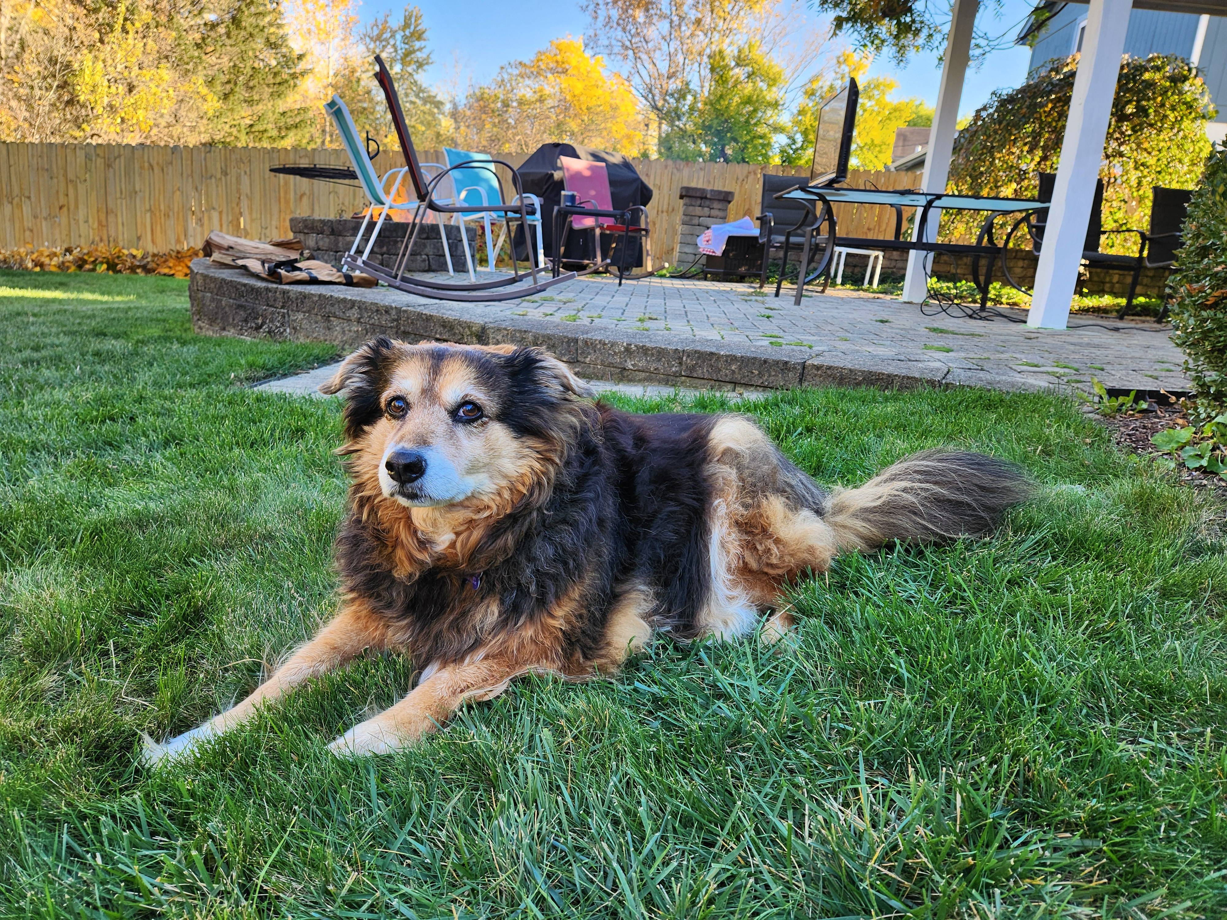 Daily Dose of Cuteness: Peanut the Dog - Day 1527