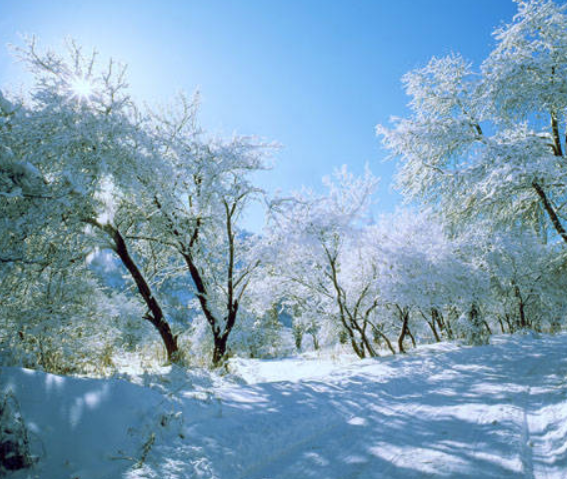 Embracing the Chill of Winter