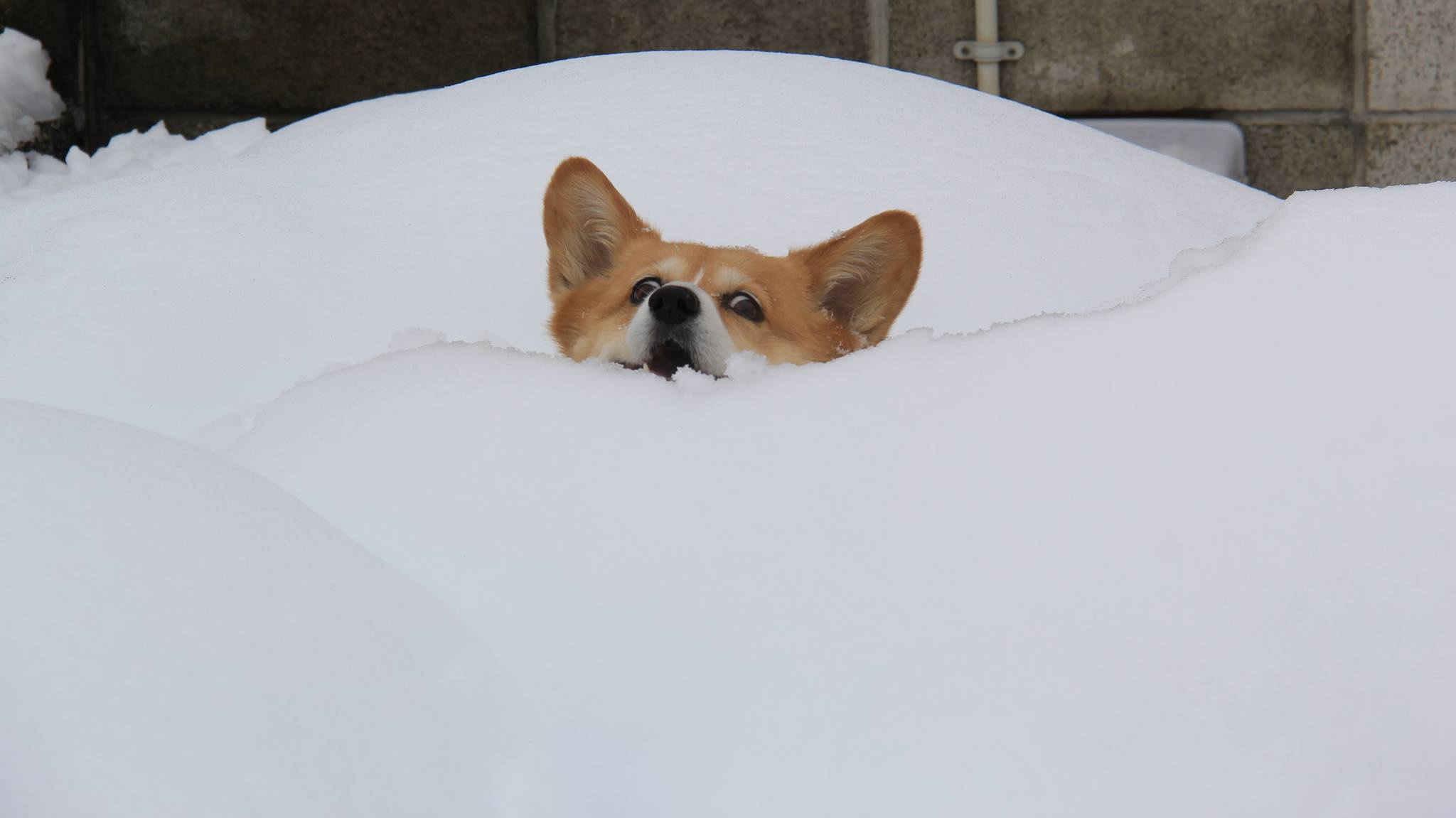 Attempt to boop the snoot with a snowball.