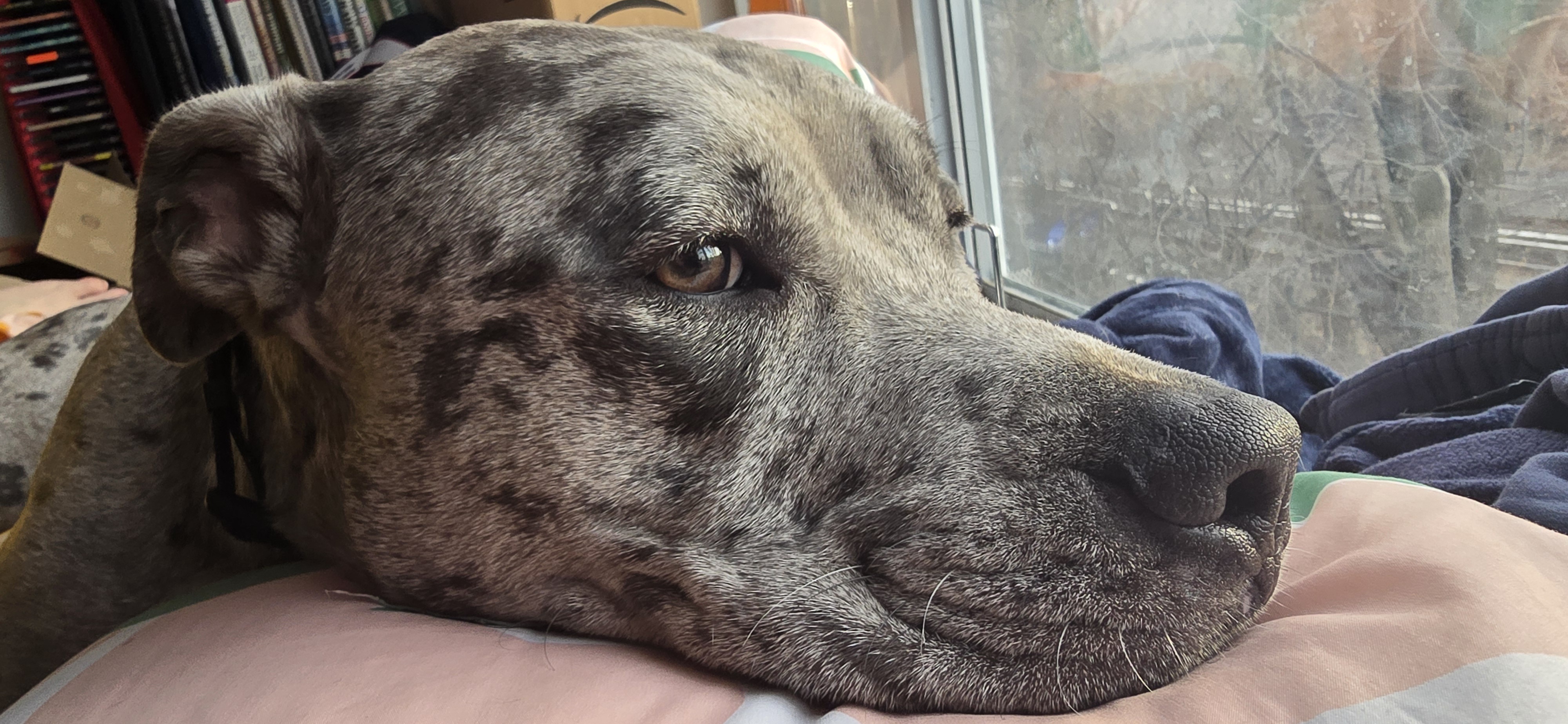 Earl's Serene Moment: Calm on My Bed