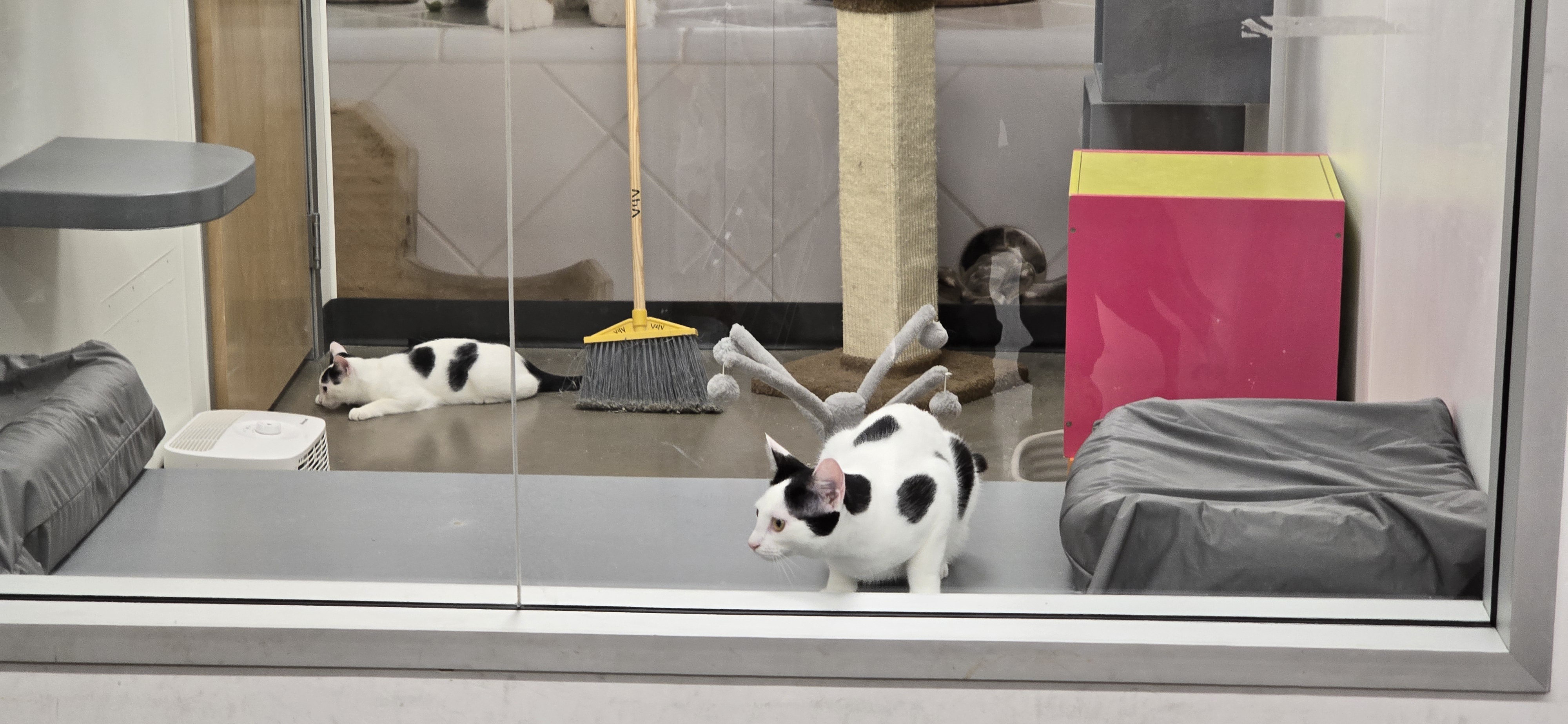 The Rise of the Copy Cats