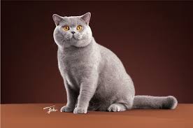 Cats: Just for Educational Purposes