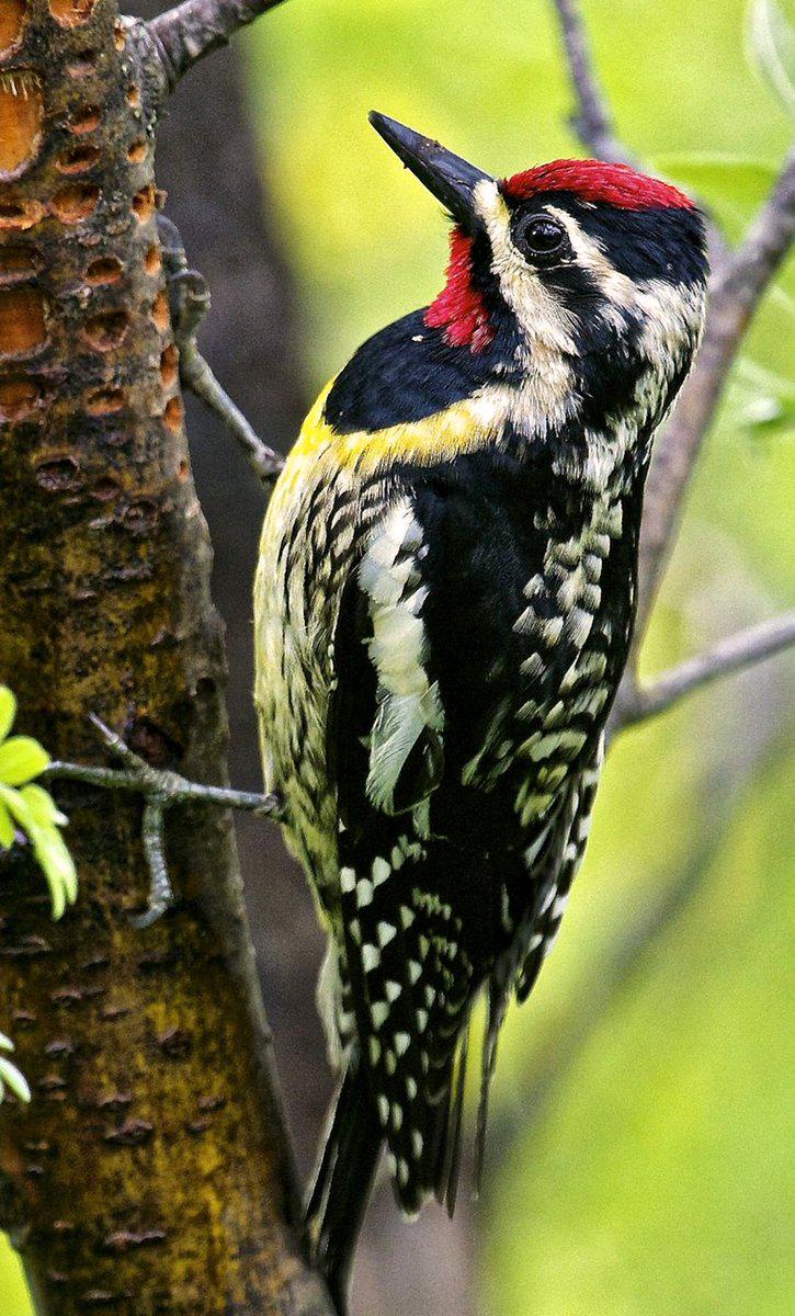 Sapsuckers at Work: Drilling into Trees for Sweet Nectar and Hidden Insects