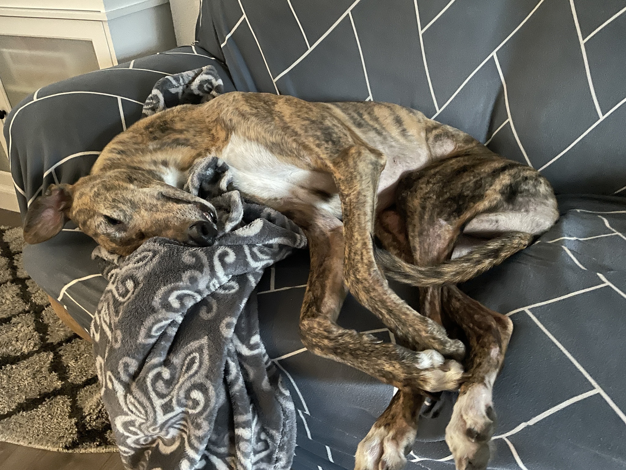 Is This a Greyhound Nap? A Pawsitively Adorable Moment