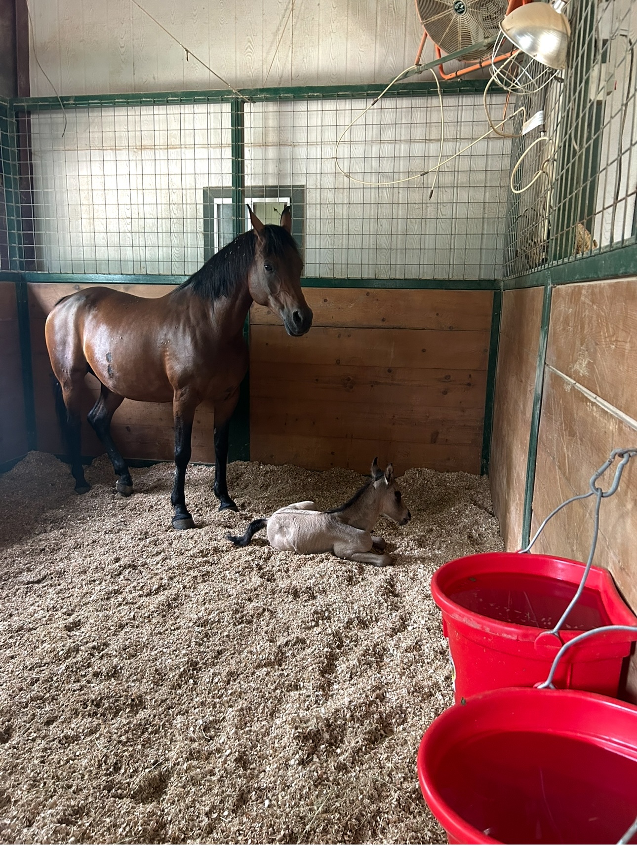 Look at this adorable baby horse!