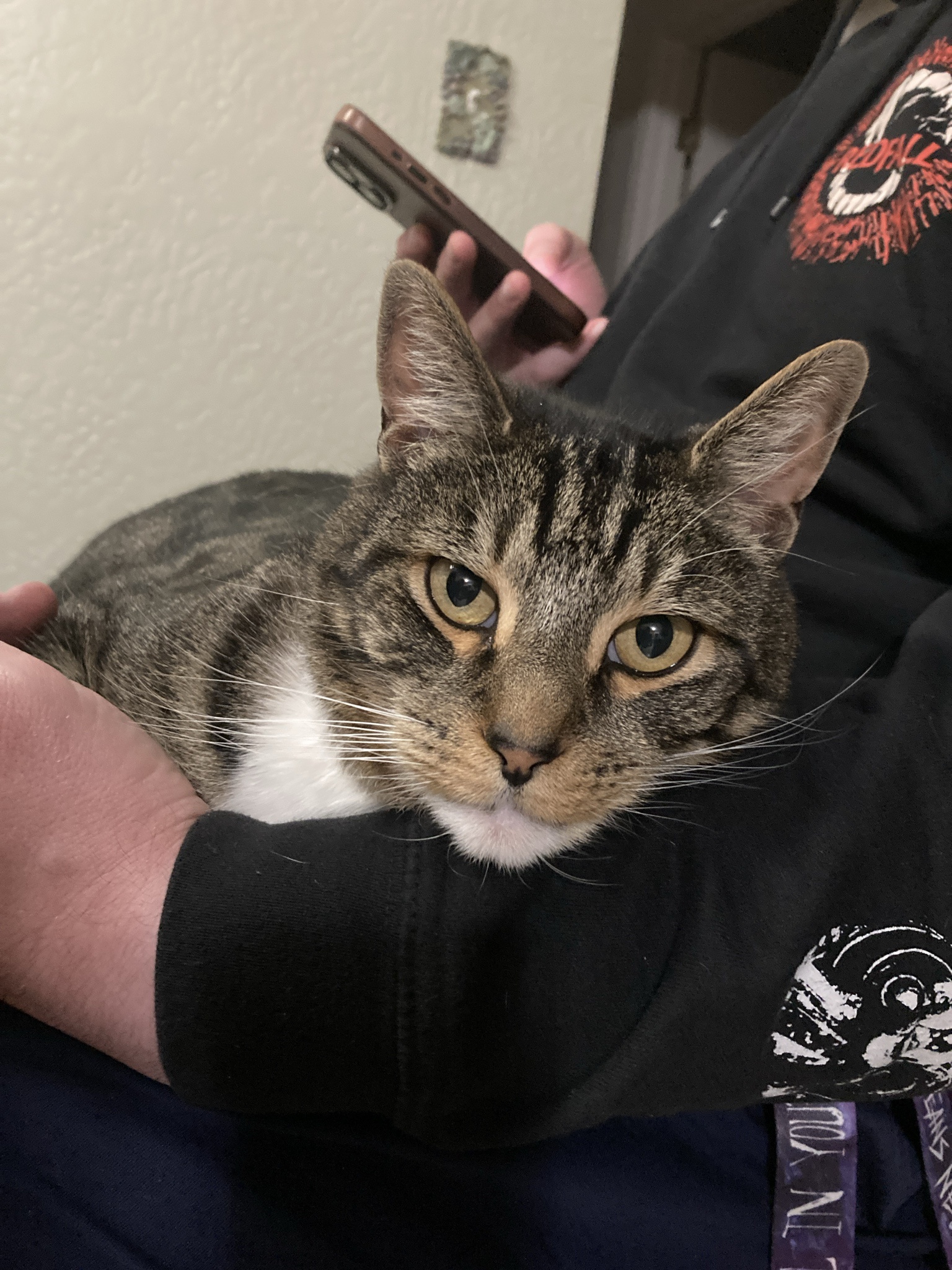 Meet Charlie, My Friend's Adorable Cat
