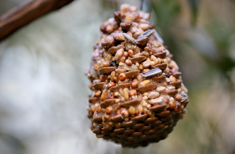 Feeding the birds with these hefty pinecone treats!