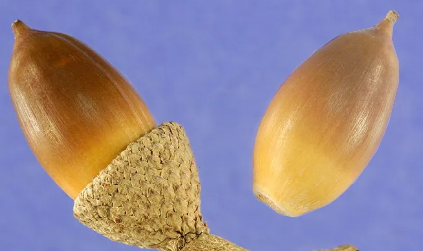 The Mighty Acorn Adventure