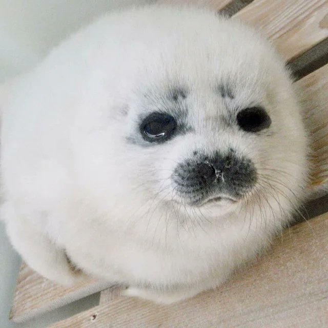 A Rare Glimpse of Baby Ponsuke