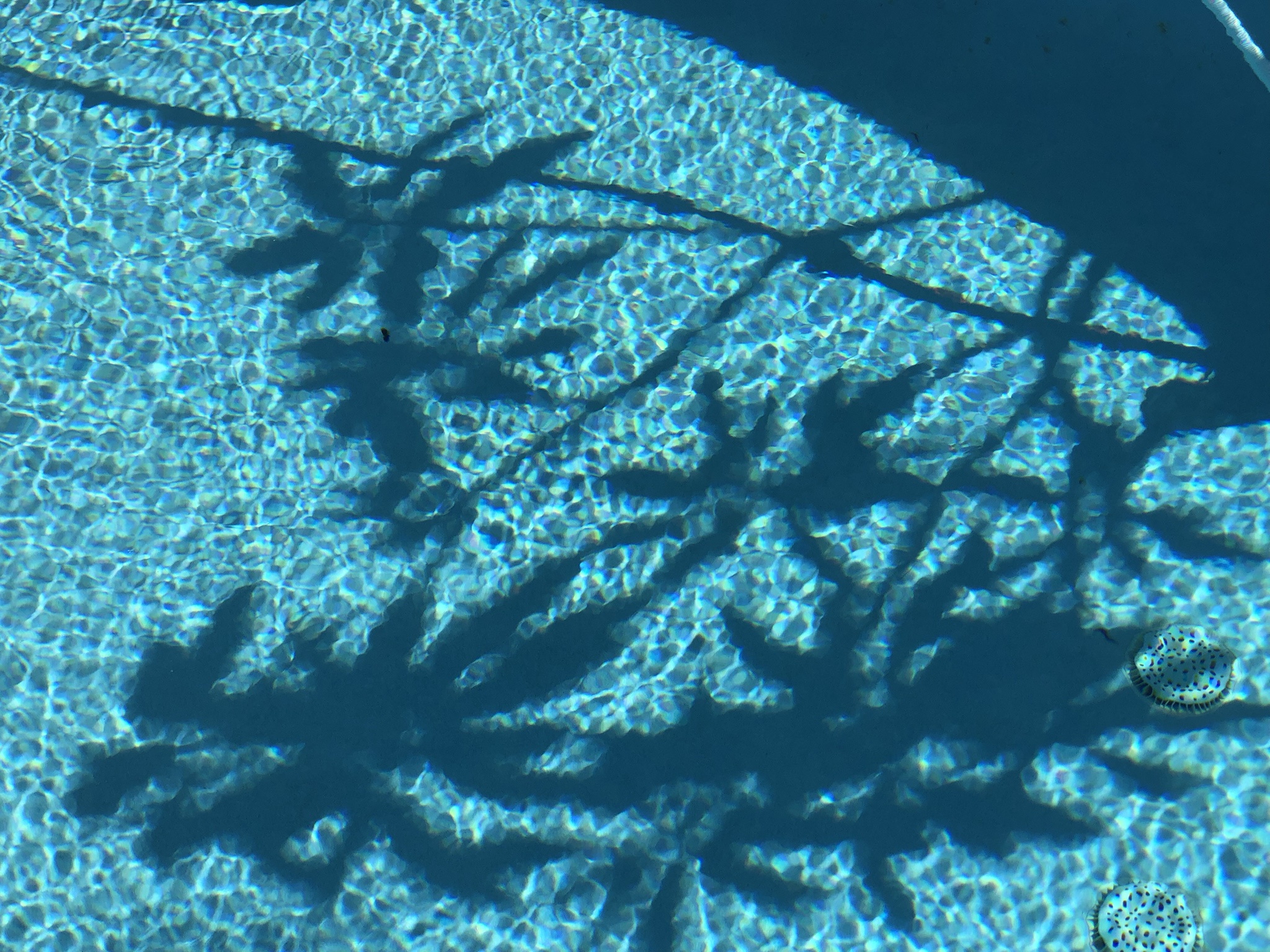 Chillin' under the pool shade.